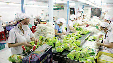 Xuất khẩu rau quả 5 tháng ước đạt 1,62 tỷ USD