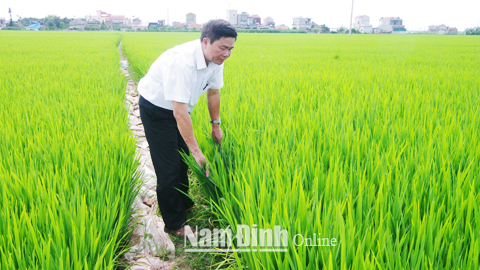 Tổng kết mô hình hỗ trợ nông dân sản xuất lúa gạo an toàn gắn với liên kết tiêu thụ sản phẩm