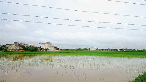 Tập trung cao các biện pháp khắc phục hậu quả mưa úng, bảo vệ lúa mùa