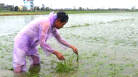 Tập trung khắc phục hậu quả mưa úng và chăm sóc cây trồng vụ mùa
