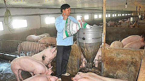 Bộ Nông nghiệp và Phát triển nông thôn chỉ đạo ổn định nguồn cung thịt lợn