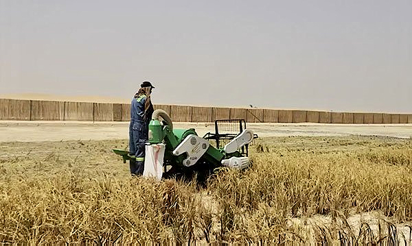 Trồng thành công lúa chịu mặn trên sa mạc ở Dubai