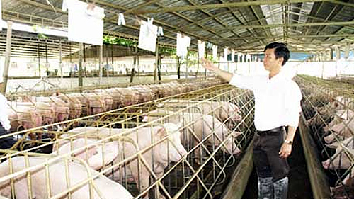 Chủ động ngăn chặn nguy cơ xâm nhiễm bệnh dịch tả lợn châu Phi và phòng chống cúm gia cầm