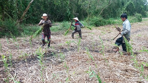 Cà Mau: Đẩy mạnh trồng rừng, góp phần bảo vệ môi trường