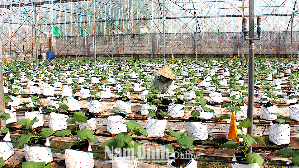 Trực Ninh phát triển sản xuất nông nghiệp hàng hóa