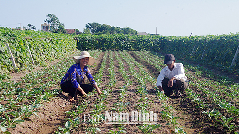 Đổi mới, nâng cao hiệu quả hoạt động của các hợp tác xã nông nghiệp