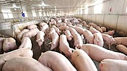 Phòng, ngăn chặn nguy cơ xâm nhiễm bệnh dịch tả lợn châu Phi