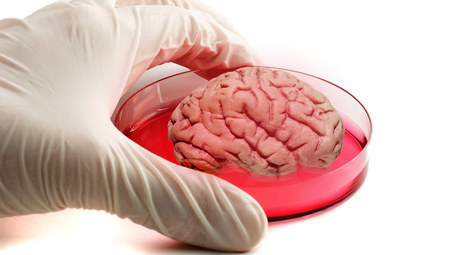 Các nhà khoa học Mỹ nuôi được &quot;bộ não mini&quot; sống tới 9 tháng trong ống nghiệm