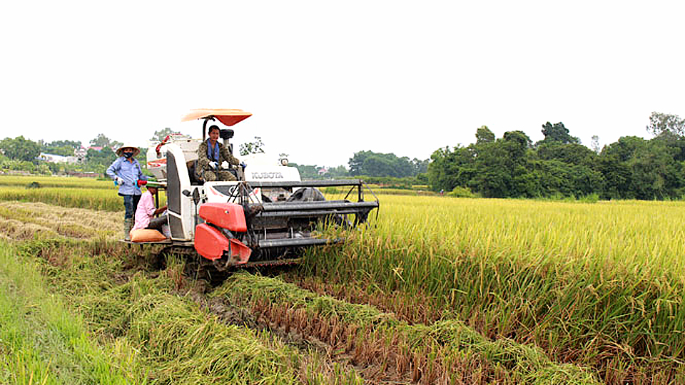 Toàn tỉnh đã thu hoạch trên 65 nghìn ha lúa mùa và trồng hơn 8.500ha cây vụ đông