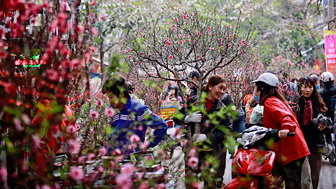 Hà Nội: Tổ chức 64 điểm chợ hoa Xuân phục vụ Tết Nguyên đán Kỷ Hợi