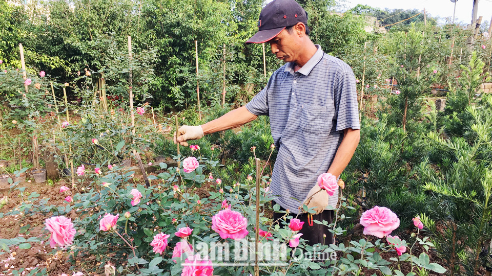Nghề trồng hoa, cây cảnh ở xóm Minh Khai