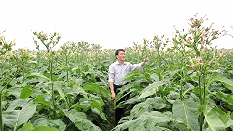 Bổ sung 67 giống cây trồng được phép sản xuất, kinh doanh ở Việt Nam