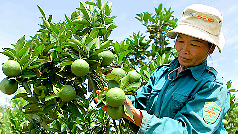 Một số tiến bộ kỹ thuật ứng dụng trong sản xuất cây ăn quả có múi