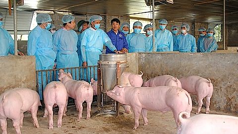 Bộ Nông nghiệp và Phát triển nông thôn ra công điện khẩn về dịch tả lợn châu Phi