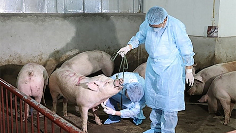Dấu hiệu nhận biết và biện pháp phòng, chống bệnh dịch tả lợn châu Phi