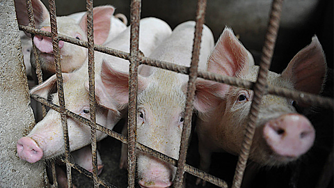 Nước đầu tiên trong EU khống chế thành công dịch tả lợn châu Phi