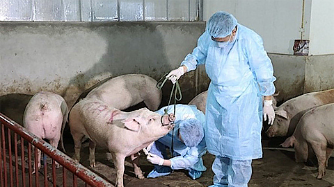 Thêm một xã xuất hiện bệnh dịch tả lợn châu Phi
