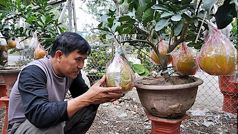 Kỹ thuật phòng trừ sâu bệnh hại chủ yếu trên bưởi bonsai
