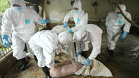 Tiêu hủy 319 con lợn mắc bệnh dịch tả lợn châu Phi