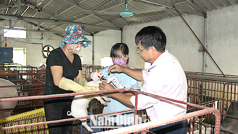 Quyết Định về việc Quy định chế độ tài chính hỗ trợ phòng, chống dịch bệnh gia súc, gia cầm trên địa bàn tỉnh Nam Định