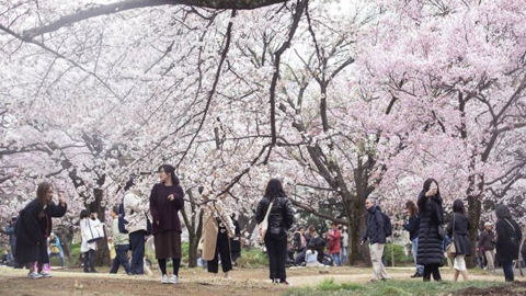Mùa hoa anh đào – mùa kinh doanh 'màu nhiệm' ở Nhật Bản