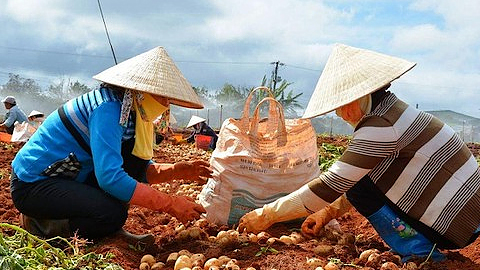 Lâm Đồng: Dán tem chống giả cho hơn 1.500 tấn khoai tây Đà Lạt