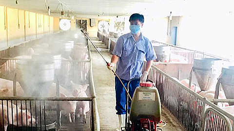 Biện pháp chăn nuôi lợn an toàn sinh học
