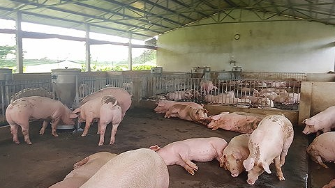 Cà Mau: Ứng phó khẩn cấp dịch tả lợn châu Phi