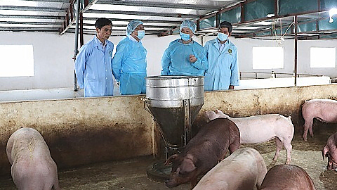 Tập trung chỉ đạo các biện pháp khống chế bệnh dịch tả lợn châu Phi