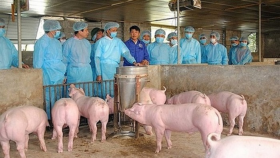 Chỉ thị của Ban Bí thư về tăng cường lãnh đạo, chỉ đạo thực hiện hiệu quả công tác phòng, chống,  khống chế bệnh dịch tả lợn châu Phi