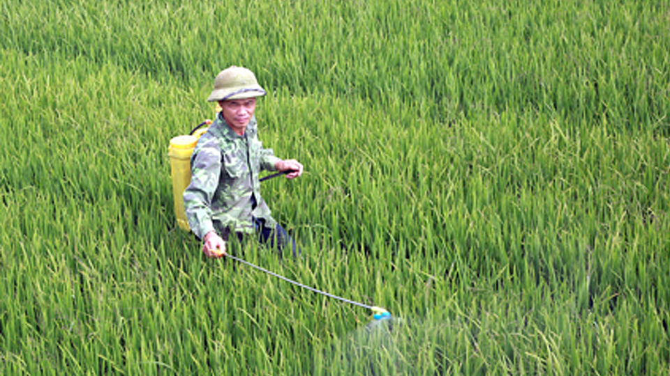 Tập trung các biện pháp bảo vệ và nâng cao hiệu quả sản xuất lúa vụ xuân 2019