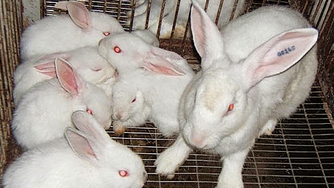 Một số lưu ý trong kỹ thuật xây dựng chuồng trại và chọn giống thỏ nuôi sinh sản (kỳ 1)