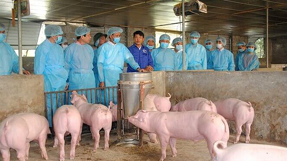 Công điện của Thủ tướng Chính phủ về phòng, chống dịch tả lợn châu Phi