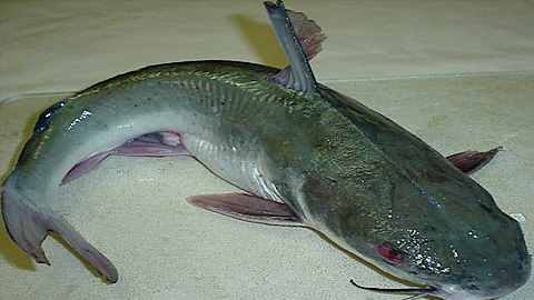 Tìm hiểu kỹ thuật nuôi cá chê trong ao nhanh lớn