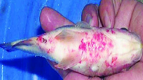 Một số bệnh thường gặp ở cá diêu hồng