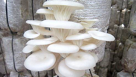 Kỹ thuật trồng nấm sò tại nhà