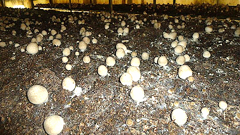 Kỹ thuật trồng nấm rơm (kỳ 2)