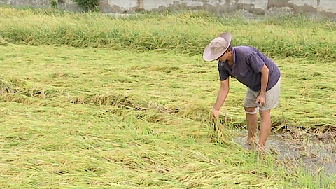 Vĩnh Long: Hơn 100ha lúa chín sắp thu hoạch bị đổ ngã do mưa bão
