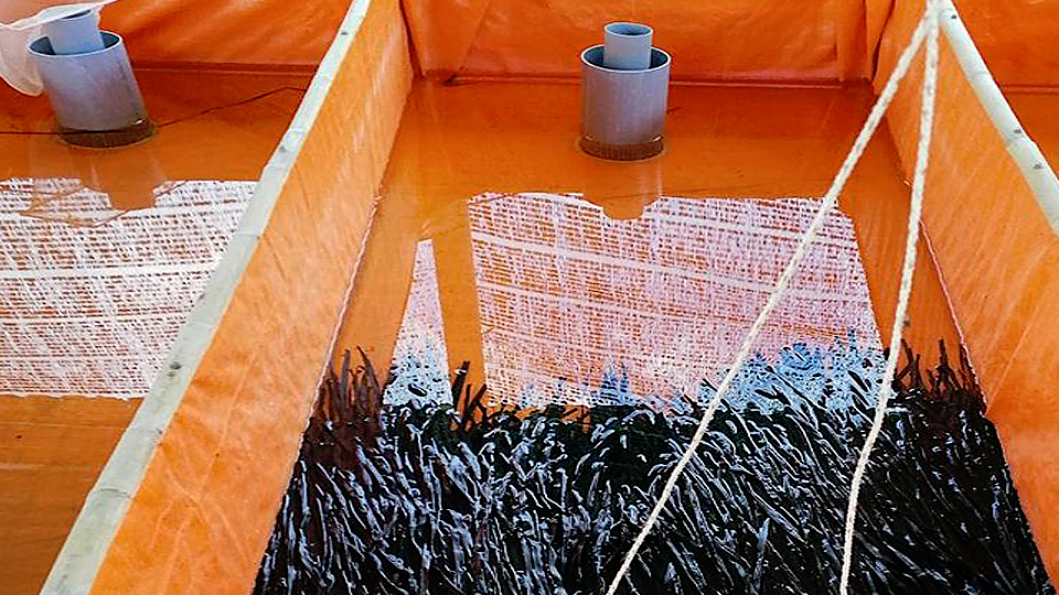 Kỹ thuật nuôi lươn thương phẩm trong bể bạt bằng con giống nhân tạo, sử dụng nước ngầm (kỳ 1)
