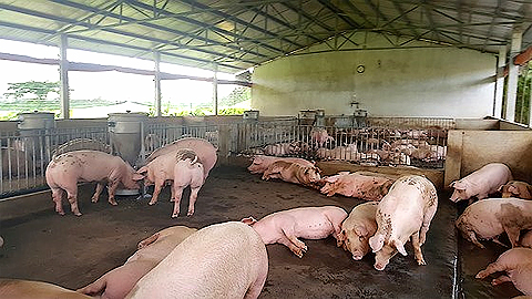UBND tỉnh tạm cấp 149,5 tỷ đồng hỗ trợ thiệt hại do bệnh dịch tả lợn châu Phi