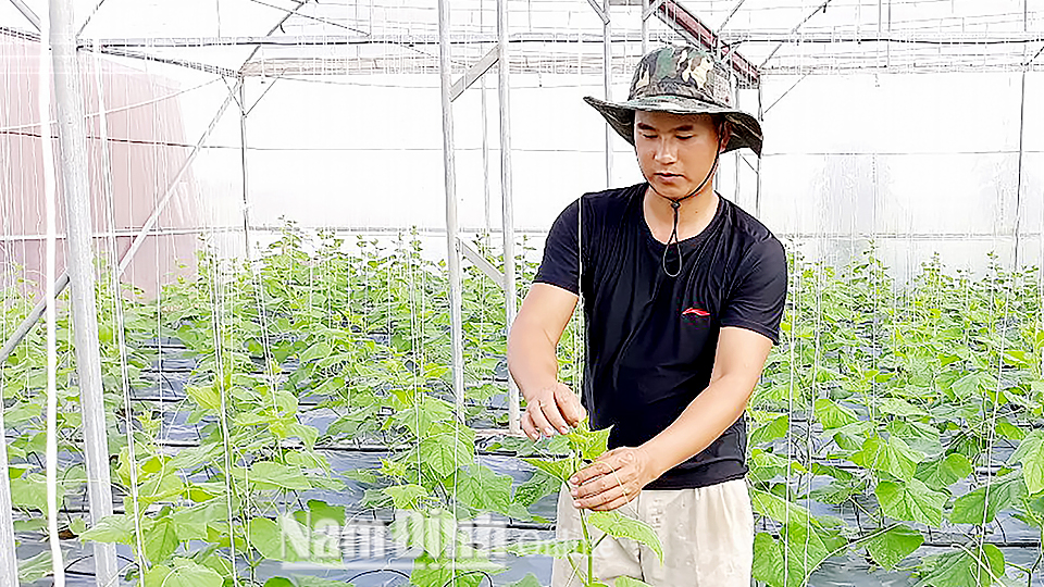 Làm giàu từ mô hình trồng dưa lê Hàn Quốc