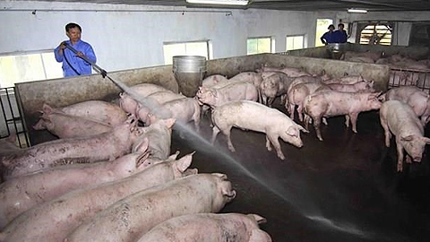 Đẩy mạnh phát triển chăn nuôi lợn theo hướng an toàn sinh học để phòng, chống dịch bệnh