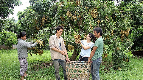 Sơn La: Xây dựng thương hiệu cây ăn quả chủ lực