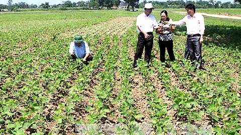 Mật độ trồng và cách gieo cây đậu tương đông