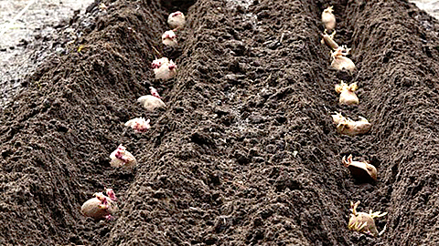 Chọn đất, chuẩn bị đất và giống trồng khoai tây