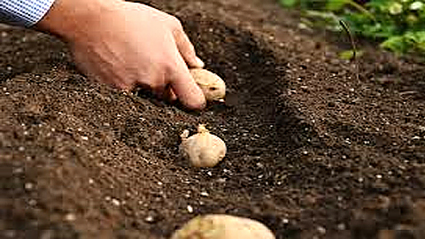 Cách trồng và bón phân cho cây khoai tây