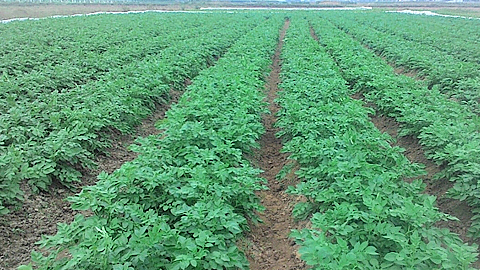 Thời vụ và mật độ trồng cây khoai tây