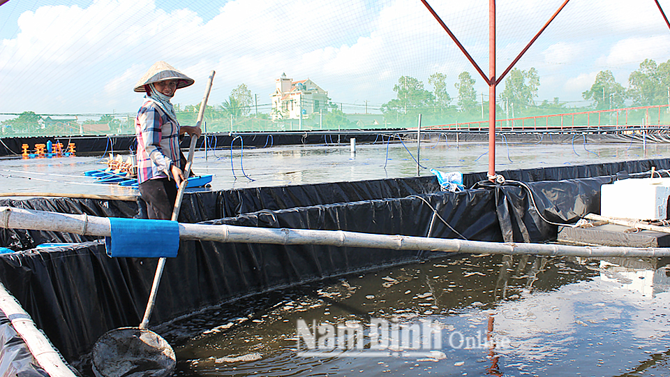 Trực Ninh phát triển nuôi thủy sản vùng ven sông