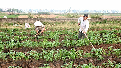Phòng trừ sâu bệnh, thu hoạch và bảo quản khoai tây