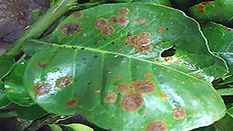 Phòng trị bệnh đốm rong trên cây ăn trái trong mùa mưa